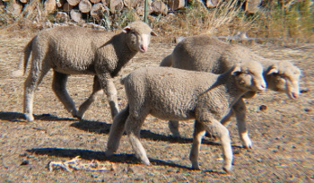 Adolescent lambs on fermented forage