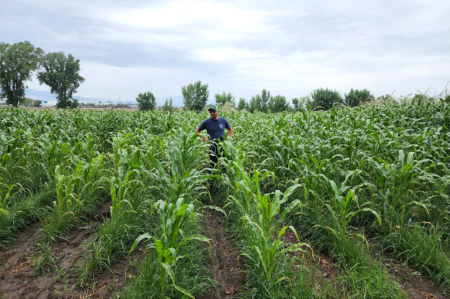 Untreated corn